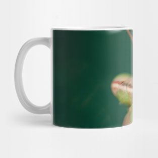 Mantis Mug